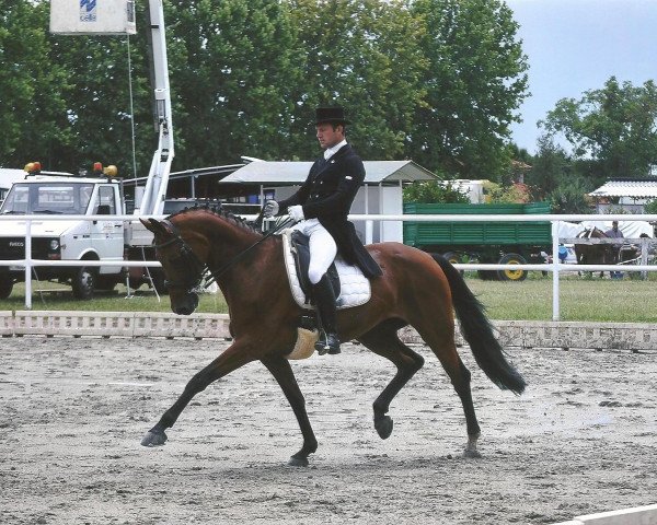 Pferd DE Louisa (Oldenburger, 2002, von Dormello)