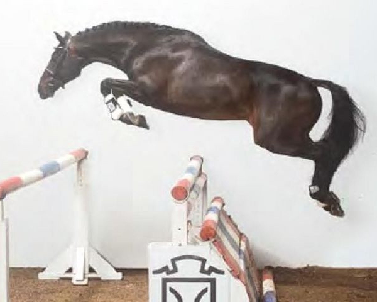 Deckhengst Easy Way I (Holsteiner, 2001, von Esteban xx)