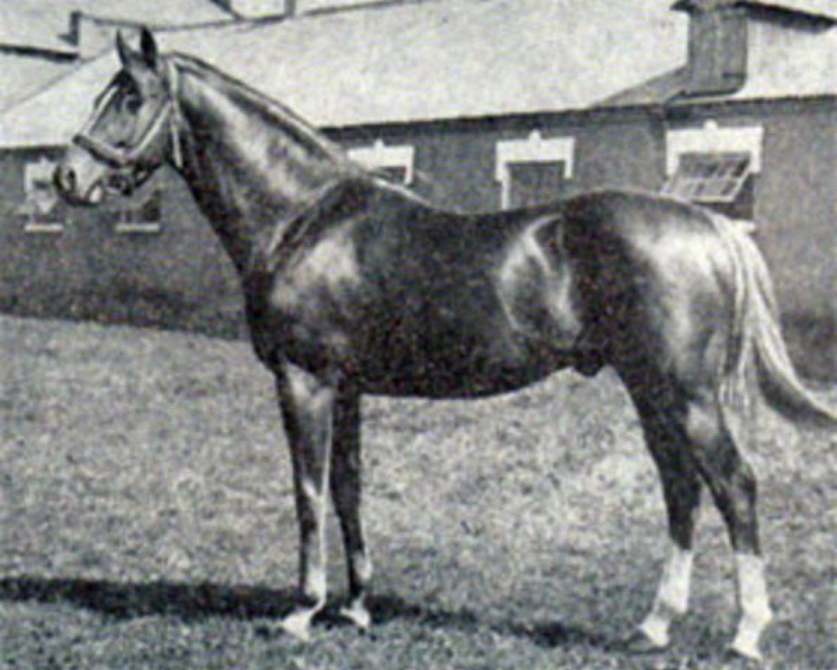 Deckhengst Helikon xx (Englisches Vollblut, 1971, von Gay Warrior II xx)