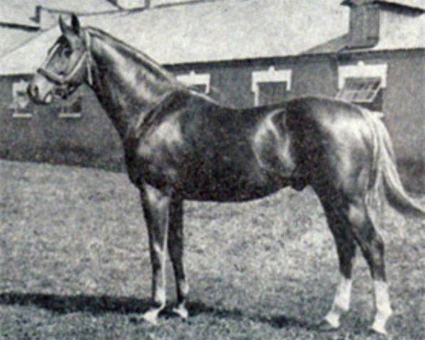Deckhengst Helikon xx (Englisches Vollblut, 1971, von Gay Warrior II xx)