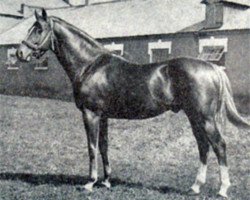 stallion Helikon xx (Thoroughbred, 1971, from Gay Warrior II xx)