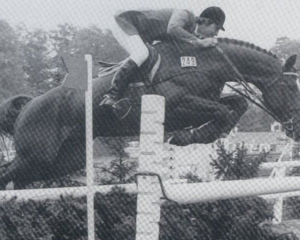 stallion San Fernando (Selle Français, 1971, from Arthy) stallion San Fernando (Selle Français, 1971, from Arthy)