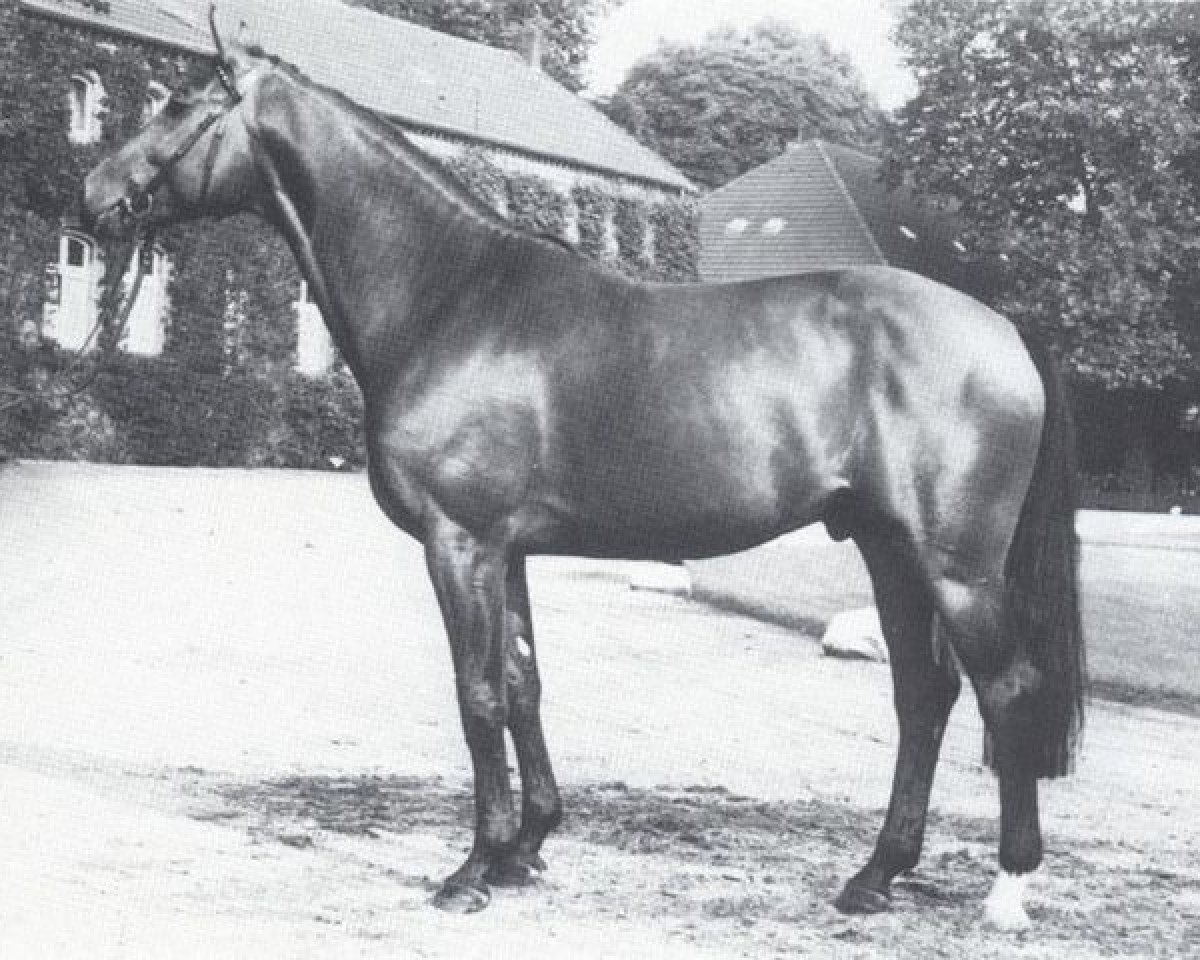 Deckhengst Fernblick (Westfale, 1981, von Frühlingsball)