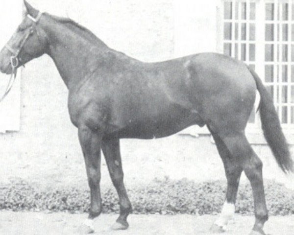 stallion Fair Play III (Selle Français, 1971, from Quastor) stallion Fair Play III (Selle Français, 1971, from Quastor)