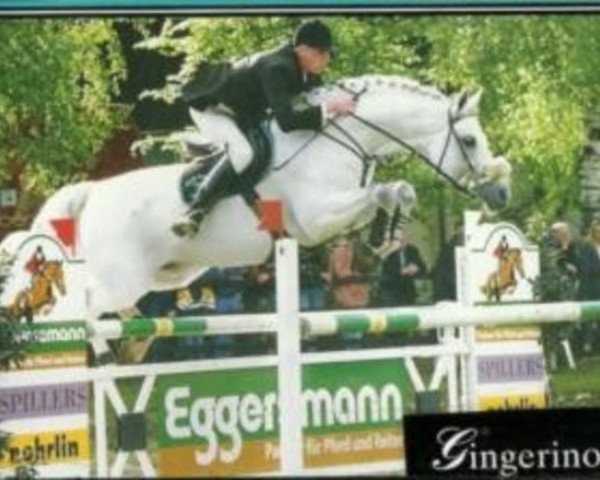 stallion Gingerino (Oldenburg, 1988, from Grannus)