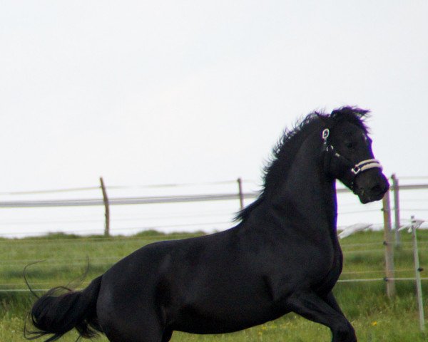 horse Suleika 540 (Pinto, 2015)