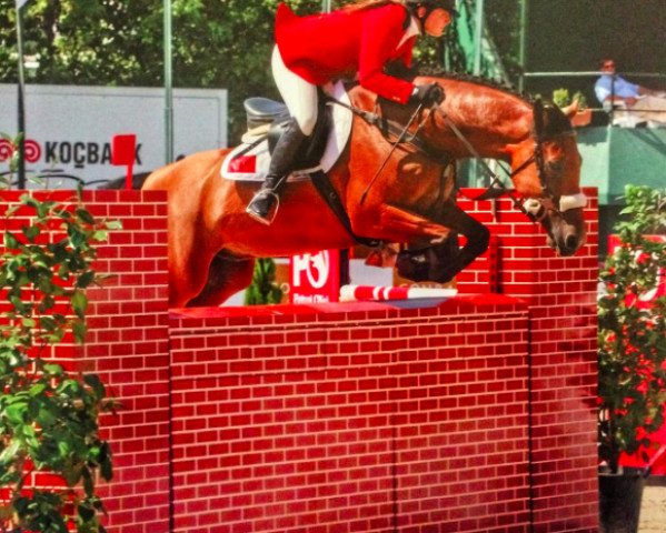 horse Unit (Belgian Warmblood, 1997, from N-Aldato)