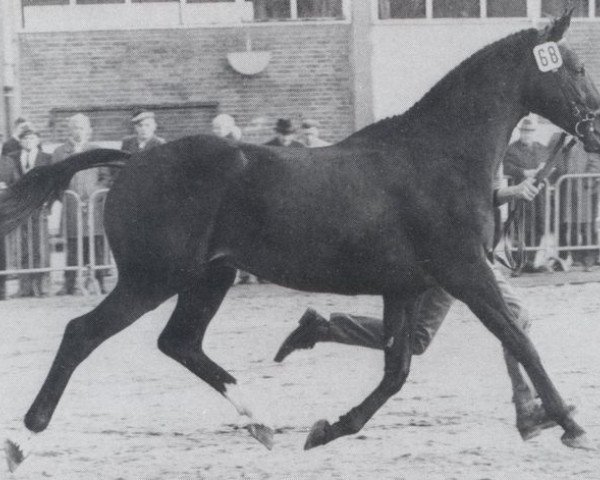 Deckhengst Alvaro xx (Englisches Vollblut, 1969, von Pampered King xx)