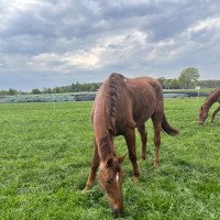 horse Django 359 (Mecklenburg, 2010, from D'Olympic)