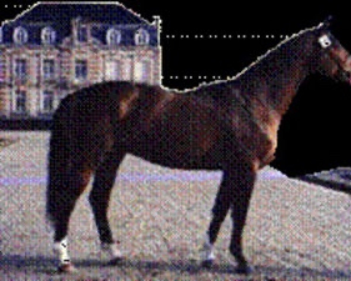 stallion Atoll d'Adriers (Selle Français, 1988, from Grand Veneur)