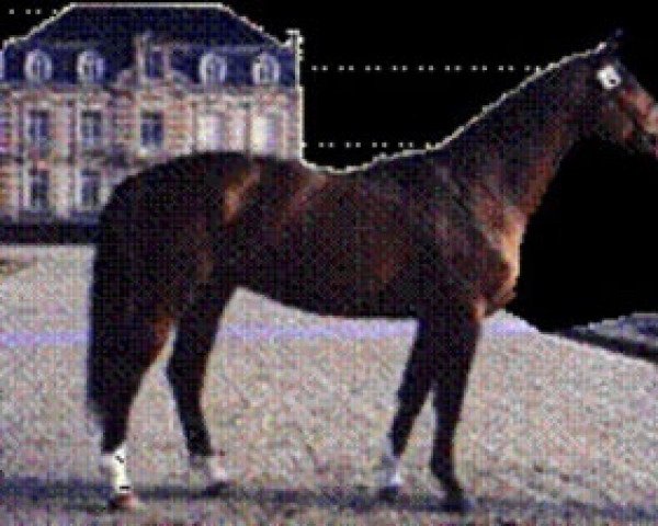 stallion Atoll d'Adriers (Selle Français, 1988, from Grand Veneur)
