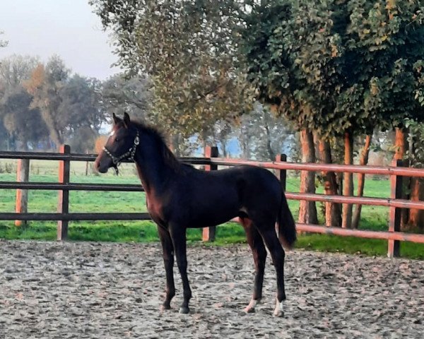 horse High Five (Hanoverian, 2021, from High Level 7)