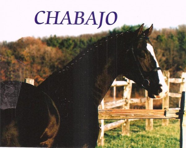 horse Chabajo (unknown, 1996, from Cheenook)