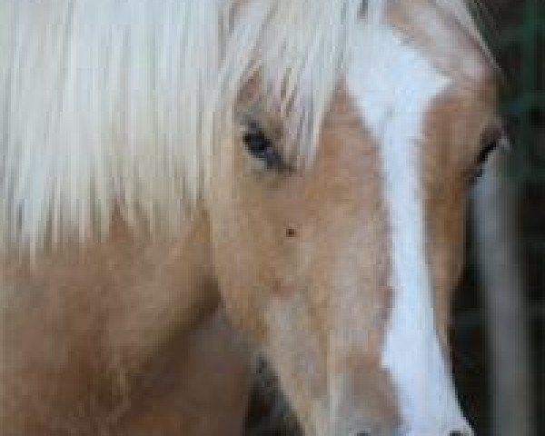 horse Reds Bonita Chex (Quarter Horse, 2011, from Reds Gonna Rein)