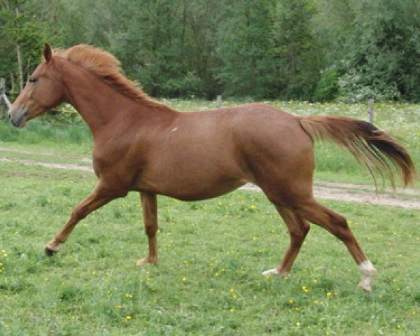 broodmare Lady Leara (Westphalian, 2010, from Light On OLD)