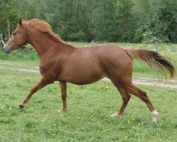 Zuchtstute Lady Leara (Westfale, 2010, von Light On OLD)