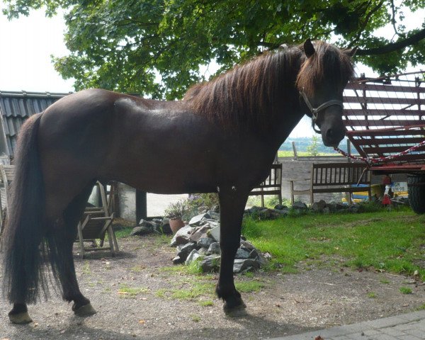 Caballo Svartyr fra Wetsinghe (Caballo islandés, 2005, de Svartur vom Hochwald)