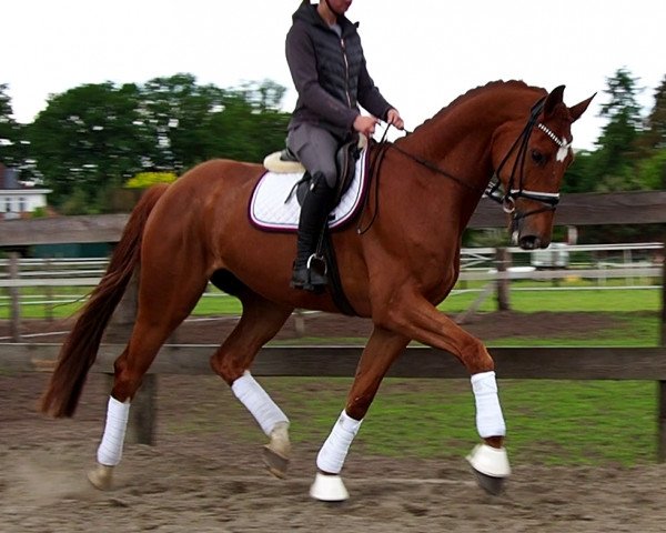 Pferd Vespucci (Westfale, 2016, von Villeneuve)
