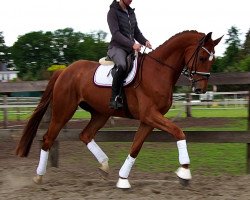 Pferd Vespucci (Westfale, 2016, von Villeneuve)