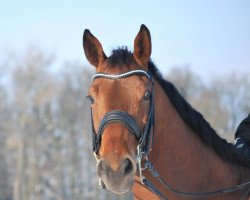 dressage horse Lord Loriot (Westphalian, 2006, from Lord Loxley I)