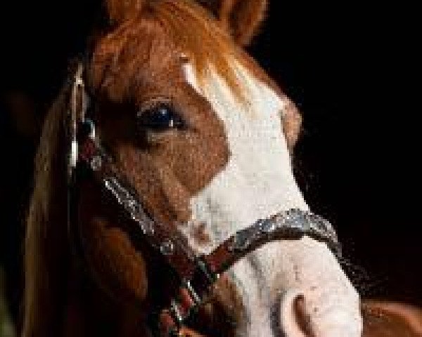 stallion Hot Diamond Chex (Quarter Horse, 2009, from Hot Smokin Chex)