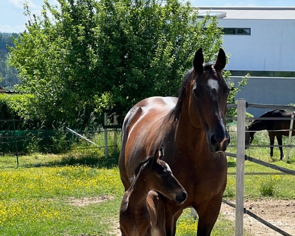 horse Fürst Westerwald (Hanoverian, 2022, from Fürst Belissaro)