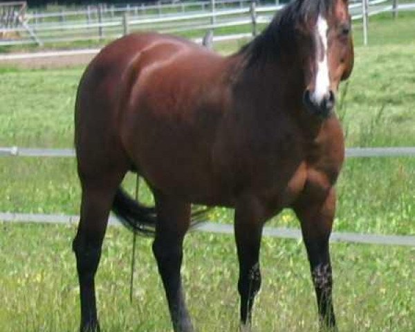 Zuchtstute Buena Chex Bonnie (Quarter Horse, 1993, von Bueno Swiss Doc)