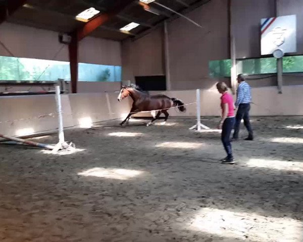 Video of Looping Luzie