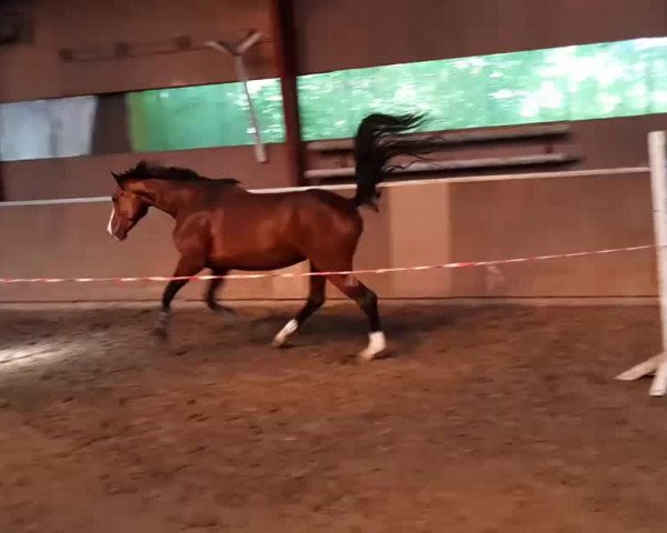 Video of Looping Luzie