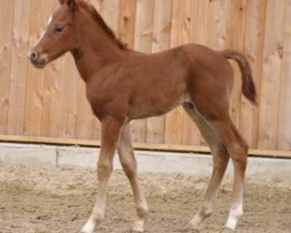 horse Dualcharlie O'Curtis (Quarter Horse, 2008, from Okie Isma Dad)