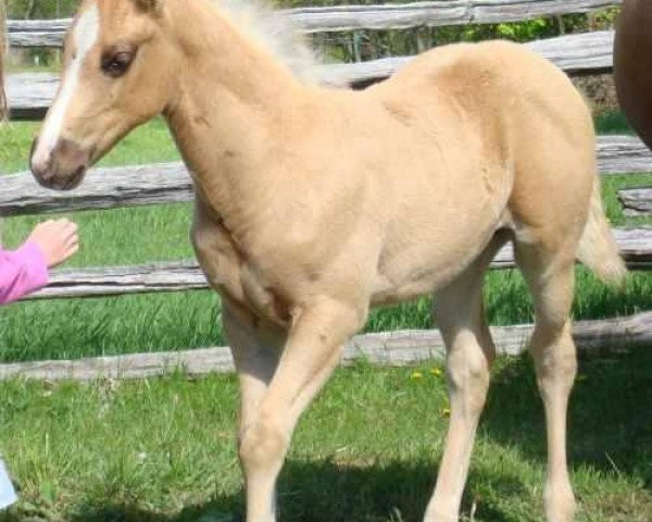 horse Hot Smokin Kid (Quarter Horse, 2008, from Hot Smokin Chex)