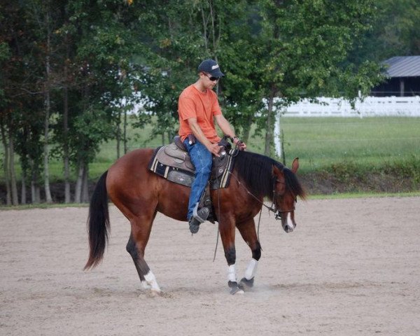 horse Nucastle Brown (Quarter Horse, 2007, from Hot Smokin Chex)
