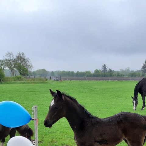 horse Fiona (Holsteiner, 2021, from Fidano)