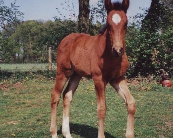 Zuchtstute Beasti (Oldenburger Springpferd, 2009, von Prinzenadel)