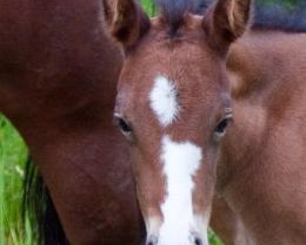 broodmare Candle Smoke O'Curtis (Quarter Horse, 2009, from Hot Smokin Chex)