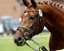 broodmare Sashou (Westphalian, 2009, from Scolari)