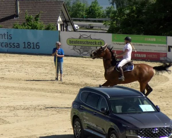 Reitturnier Wädenswil 2022