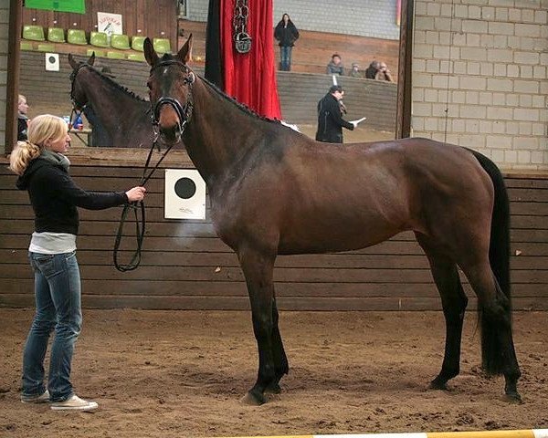 horse Bambolina (Oldenburg, 2002, from Harmony's Baroncelli)