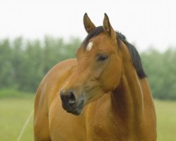jumper Hello I'm Louis (Holsteiner, 2009, from Hermes d'Authieux AA)
