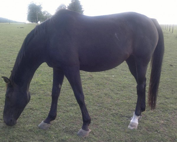 horse Manjana 73 (German Warmblood, 1995, from Murphy Him Self)
