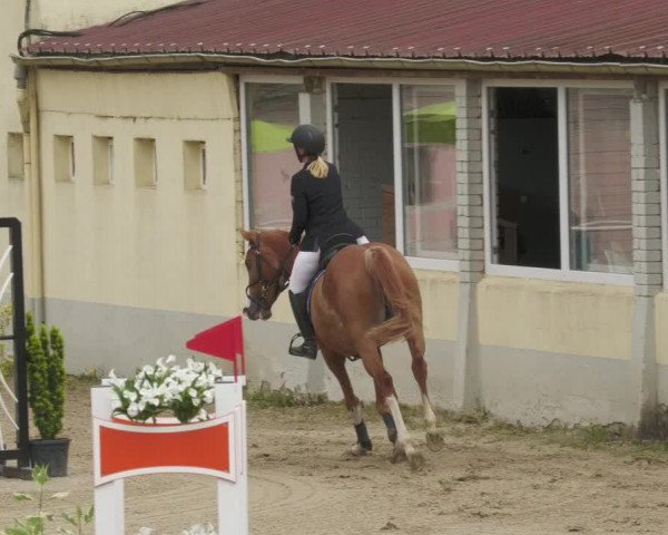 Reitturnier Billigheim 2022