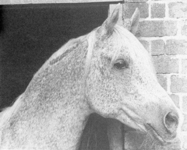stallion Argos 1957 ox (Arabian purebred, 1957, from Nabor 1950 ox)
