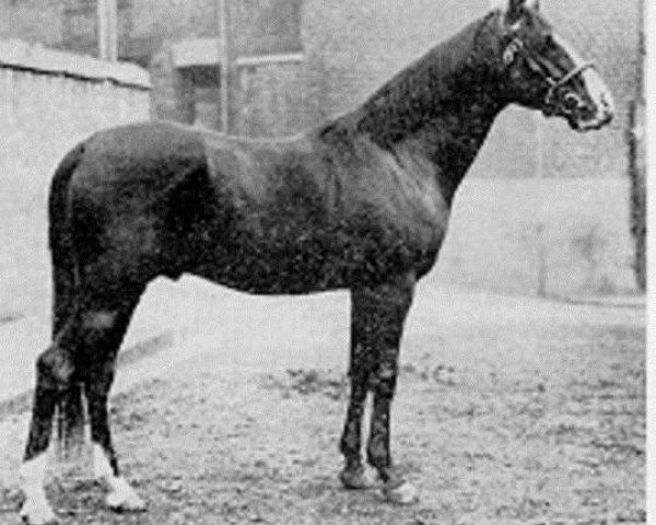 stallion Nuri Sherif EAO (Arabian purebred, 1920, from Nureddin II 1911 ox)