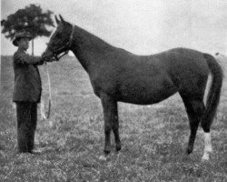 Broodmare Nurschida EAO (Purebred Arabian, 1930, from Nuri Sherif EAO)