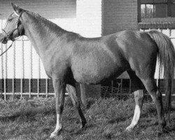 broodmare Sulka 1934 ox (Arabian purebred, 1934, from Naseem 1922 ox)