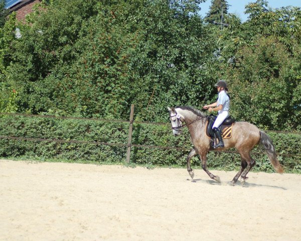 dressage horse Senhor Carlos (Spanish Sport Horse, 2007)