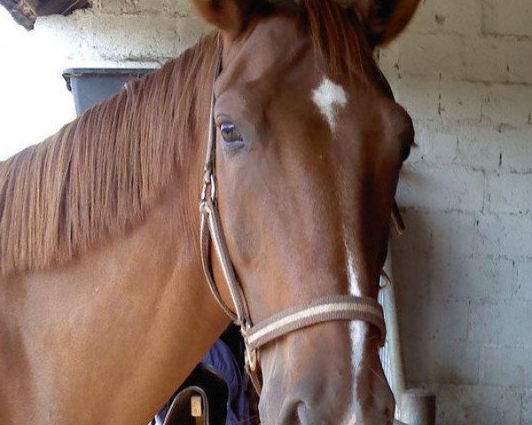 horse Pik Schalander (Westphalian, 2003, from Pik Labionics)