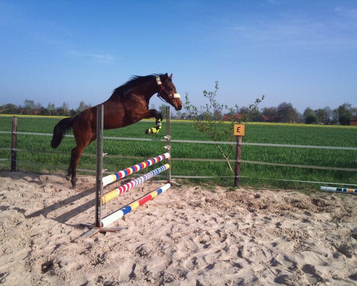 Horse Malik E Arafa (Trakehner, 2010, from Abendtanz)