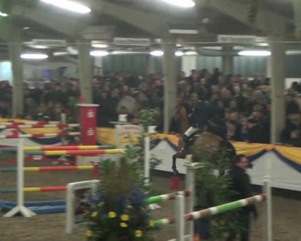 jumper Zuidpool II (KWPN (Royal Dutch Sporthorse), 2004, from Zuidpool) jumper Zuidpool II (KWPN (Royal Dutch Sporthorse), 2004, from Zuidpool)