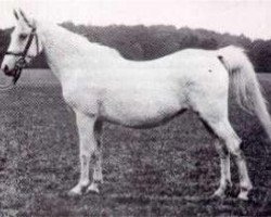 broodmare Selma II 1894 ox (Arabian purebred, 1894, from Ahmar 1890 ox)